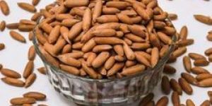 Afghan Pine Nut Jalghoza