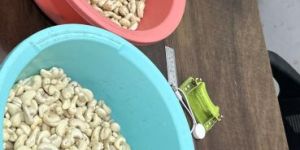 w320 Kaju Cashew Nut