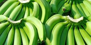 Fresh Bananas