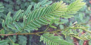 Acacia Catechu Extract