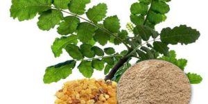 Boswellia Serrata Extract