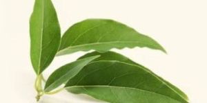 Camphor Essential Oil