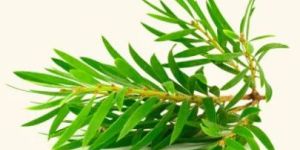 Tea Tree Essential Oil