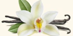 Vanilla Essential Oil