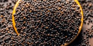 Mustard Seed