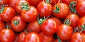 Fresh Tomatoes