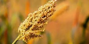 Sorghum Millet Jowar