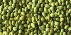 Coriander Seeds