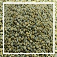 Green Millets