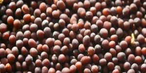 Mustard Seeds