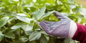 Plant Growth Promoter