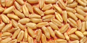 a Grade Wheat Grain