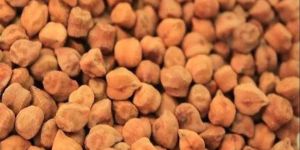 Brown Desi Chana Seed