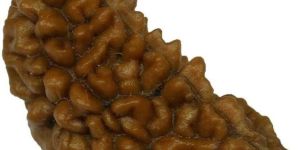 1 Mukhi Rudraksha