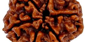 6 Mukhi Rudraksha