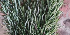 Rosemary Leaves