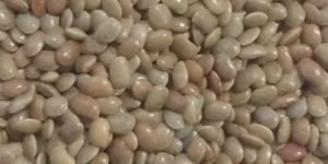 Horse Gram