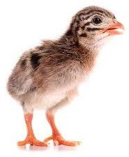 Live Guinea Chick