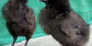 Live Kadaknath Chick