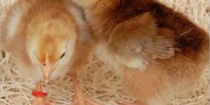 Live Sonali Chick