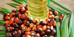 Refined Palm Oil