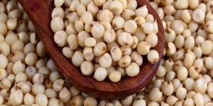 White Sorghum Seeds