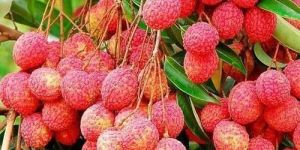 Fresh Litchi