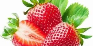 Fresh Strawberry