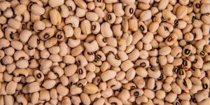 Cowpea
