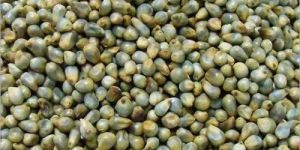 Bajra Seeds