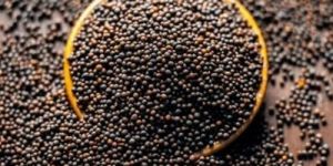 Black Mustard Seeds