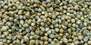 Pearl Millet