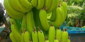 Fresh Banana Fruit