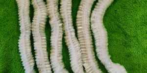 Disposable Shower Cap