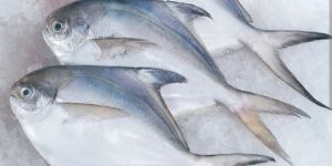 Fresh Pomfret Fish