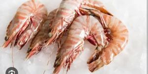 Tiger Prawn