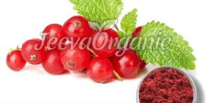 Cranberry Extract Powder 4:1