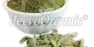 Senna Extract Powder 10:1