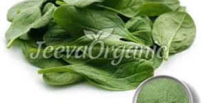 Spinach Leaf Extract