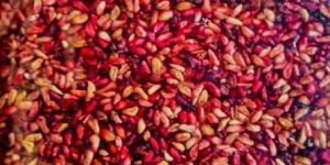 Fresh Pomegranate Seeds