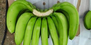 Fresh G9 Cavendish Banana