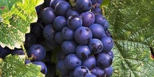 Fresh Kyoho Black Grapes