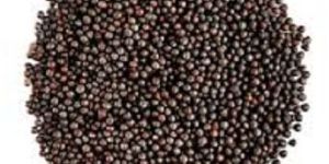 Black Mustard Seeds