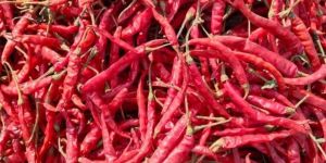 Red Chilli