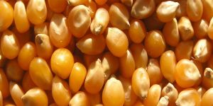 Yellow Maize Seeds