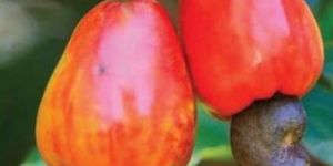 Cashew Nut Plant