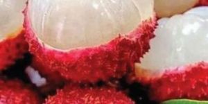 China 3 Litchi Plant