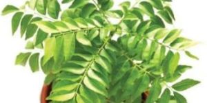 Curry Leaves Plant