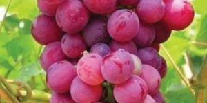 Giant Red Grapes Plant