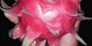Godzilla Dragon Fruit Plant